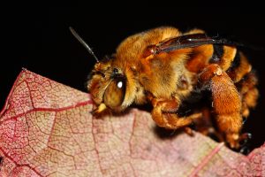 Wasps Removal in Dallas