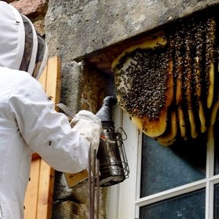 wasp nest removal Melbourne