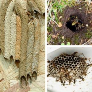 wasp nest types