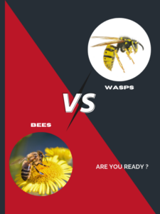 wasps vs bees