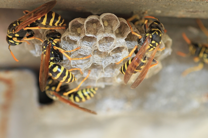 Why Wasps Return To Your Home? – Find Out!
