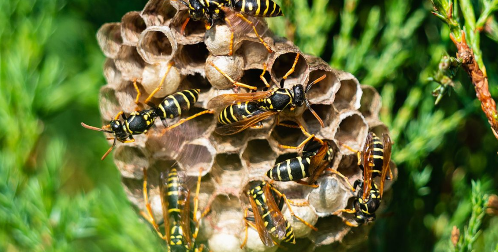 Do Wasps Return To Their Destroyed Nest What You Must Do