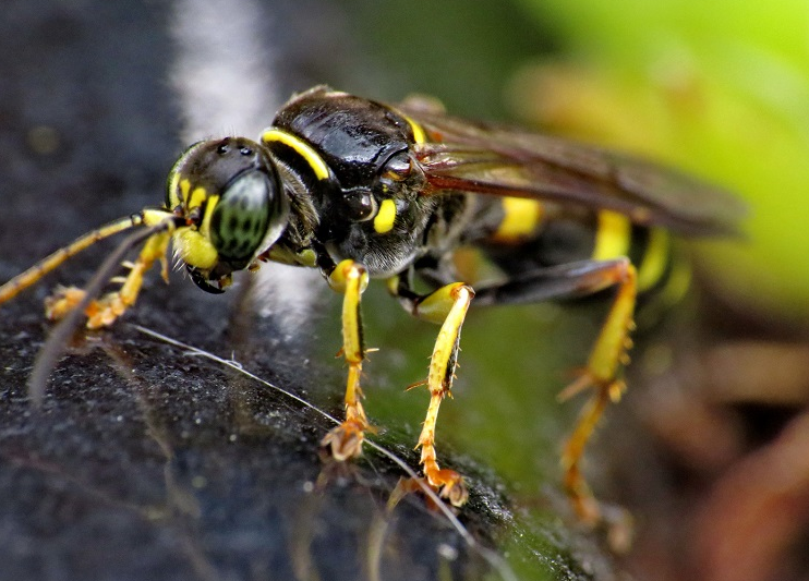 Facts About Wasps You Haven't Heard Before - Checkout!