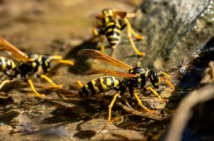 Wasp Removal Moorooduc