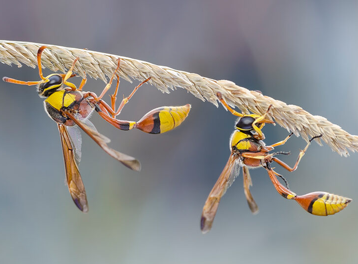 Things You Need To Know About Wasps – Check Them Out