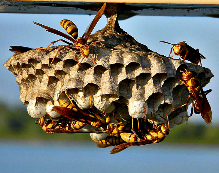 Types Of Wasps and Their Nests