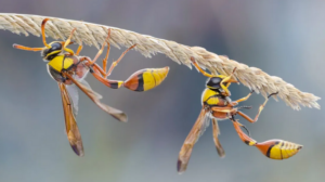 Wasps Control Melbourne