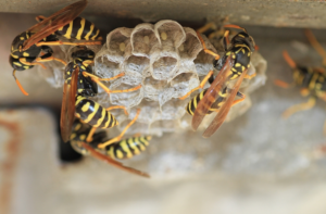 Wasp Control Chadstone