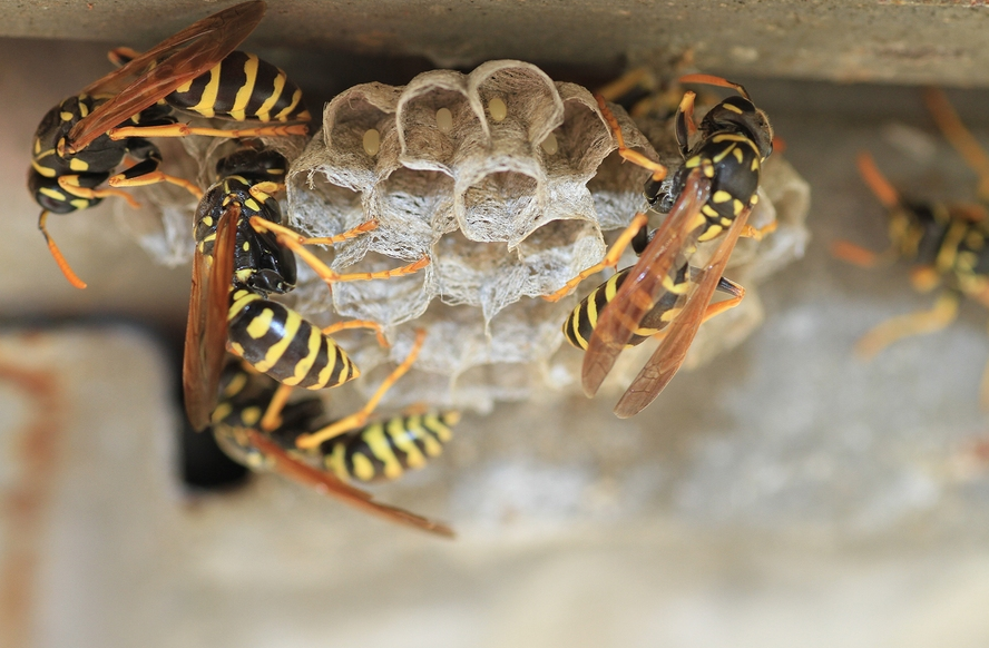 Are Wasps Beneficial Let’s Find Out