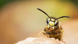 How To Avoid Wasp Stings
