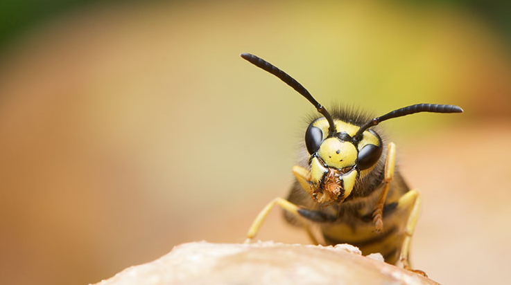 How To Avoid Wasp Stings