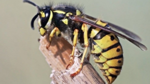 Should You Be Alarmed By Wasp Swarms