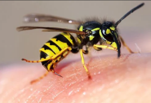 Top 3 Wasp Deterrents You Should Know