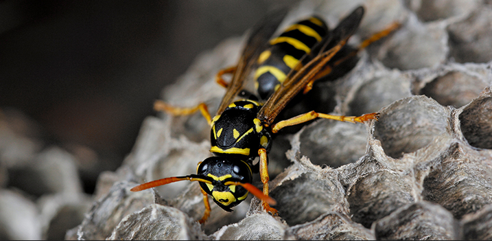 Unknown Facts About Wasps That You Should Know