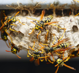 how To Remove A Paper Wasp Nest From Your Property