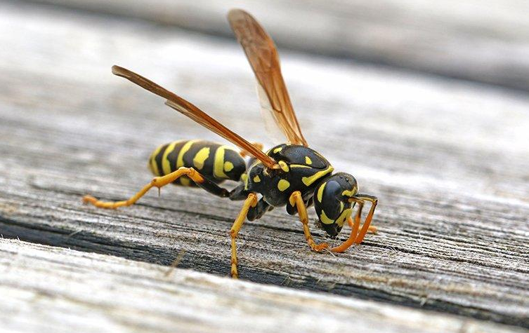 3 Common Commercial Facilities That Attract Wasps