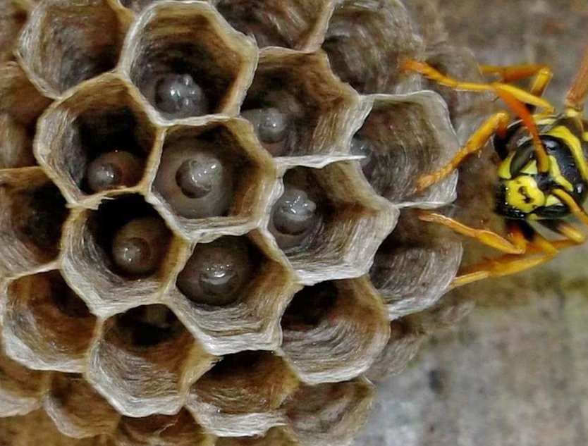 Where Do Wasps Go In Winter