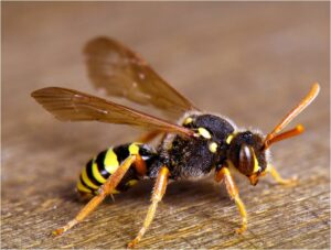 Wasp Removal Roxburgh Park