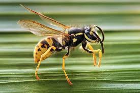 Wasp Removal South Morang