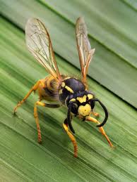 Wasp Removal St Helena