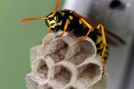 Wasp Removal Simpson Barracks