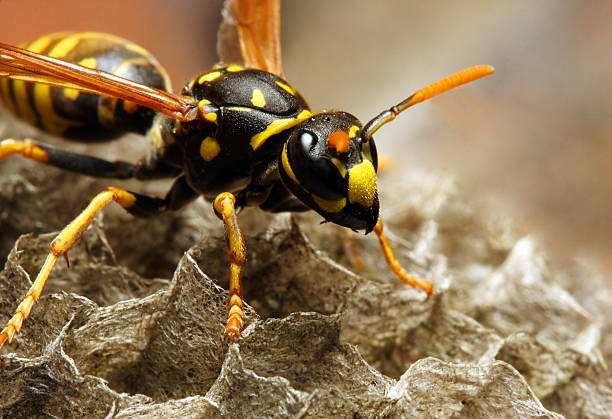 Wasp removal