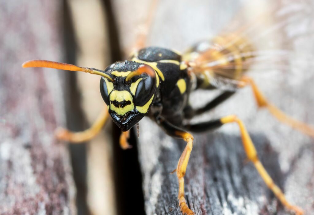 Wasp Control Melbourne