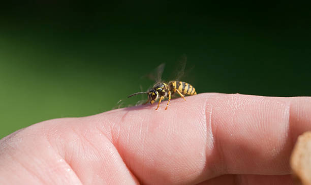 Wasp Allergy
